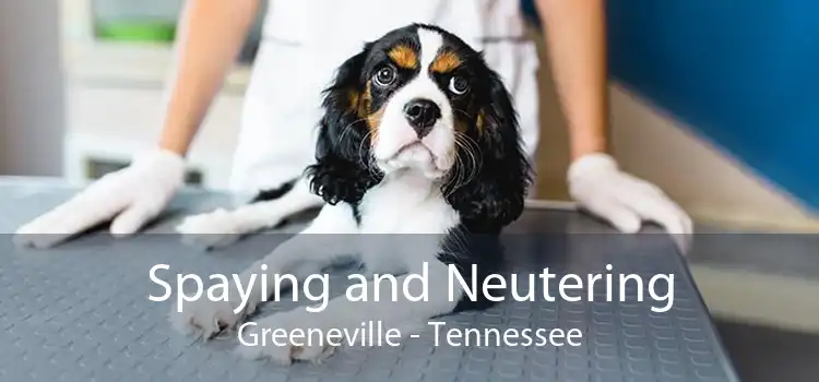 Spaying and Neutering Greeneville - Tennessee