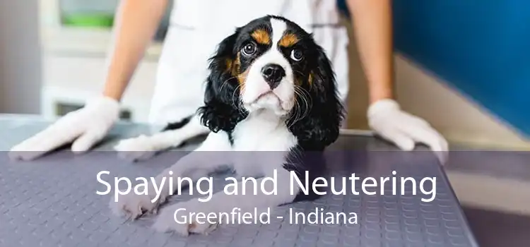 Spaying and Neutering Greenfield - Indiana
