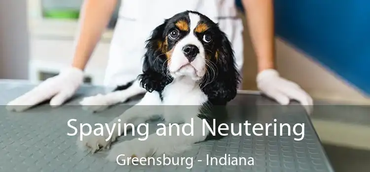 Spaying and Neutering Greensburg - Indiana