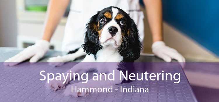 Spaying and Neutering Hammond - Indiana