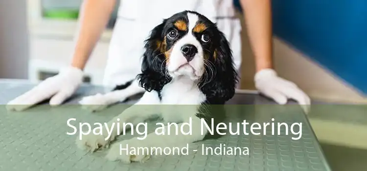Spaying and Neutering Hammond - Indiana