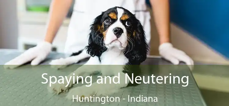 Spaying and Neutering Huntington - Indiana