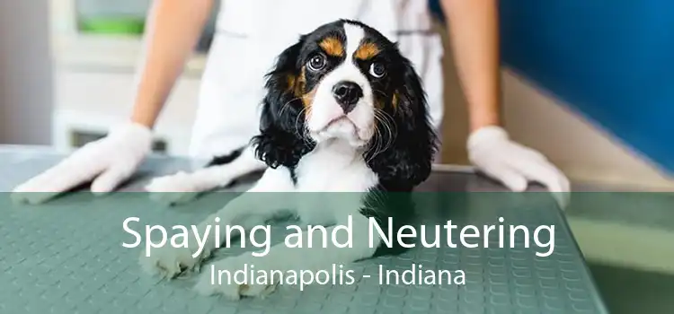 Spaying and Neutering Indianapolis - Indiana