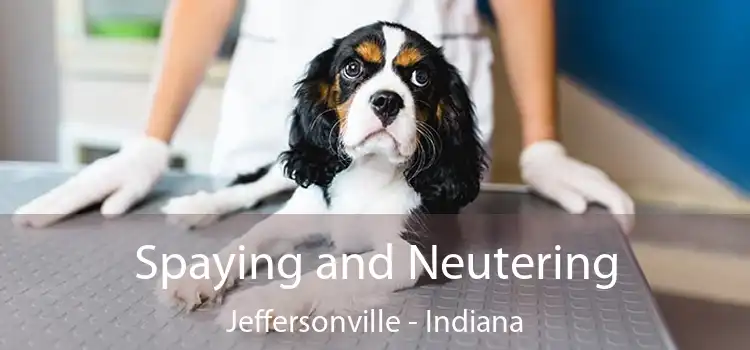 Spaying and Neutering Jeffersonville - Indiana