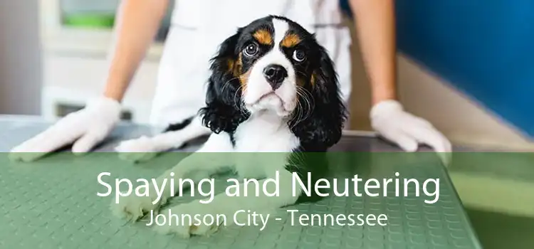 Spaying and Neutering Johnson City - Tennessee