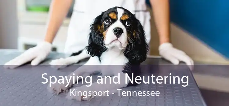Spaying and Neutering Kingsport - Tennessee