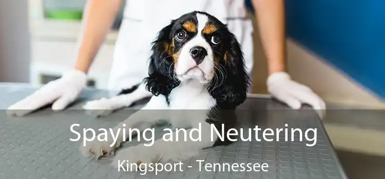 Spaying and Neutering Kingsport - Tennessee