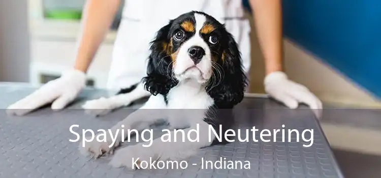 Spaying and Neutering Kokomo - Indiana