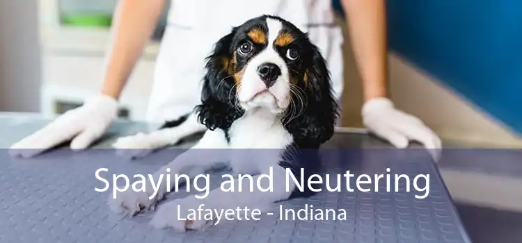 Spaying and Neutering Lafayette - Indiana