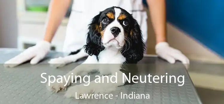 Spaying and Neutering Lawrence - Indiana