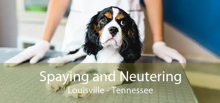 Spaying and Neutering Louisville - Tennessee