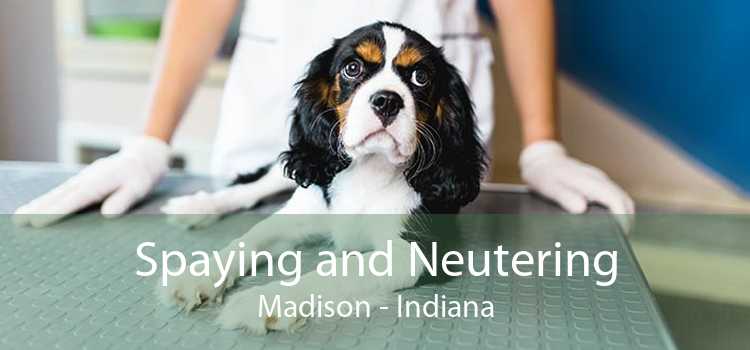 Spaying and Neutering Madison - Indiana