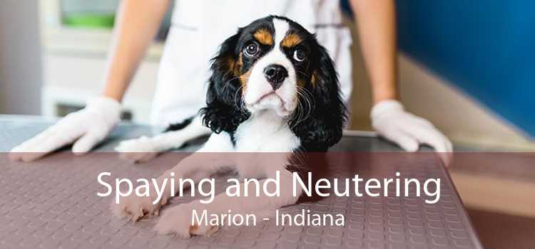 Spaying and Neutering Marion - Indiana