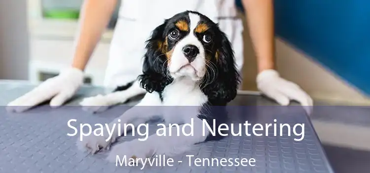 Spaying and Neutering Maryville - Tennessee