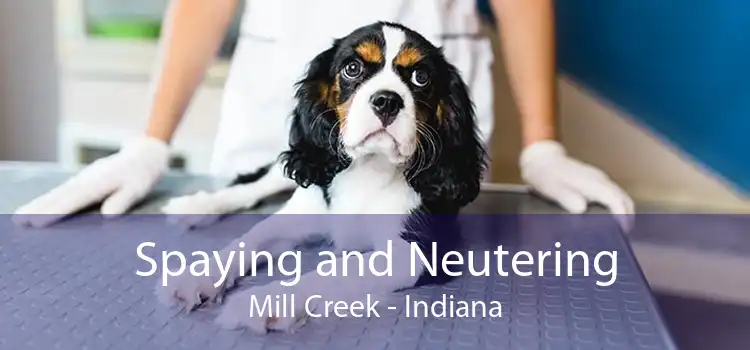 Spaying and Neutering Mill Creek - Indiana
