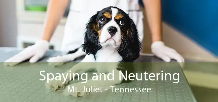 Spaying and Neutering Mt. Juliet - Tennessee