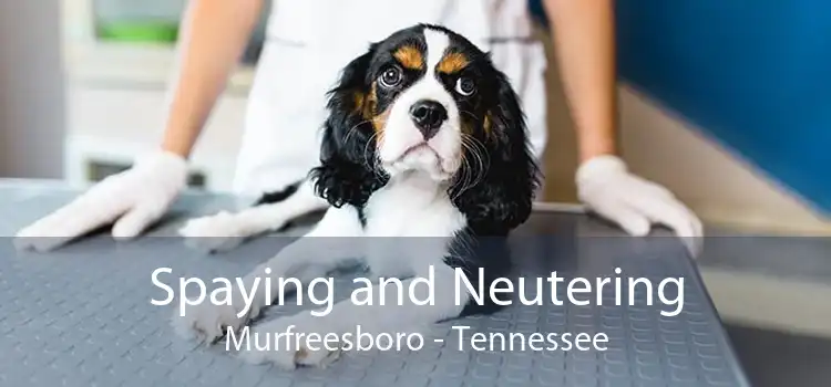 Spaying and Neutering Murfreesboro - Tennessee