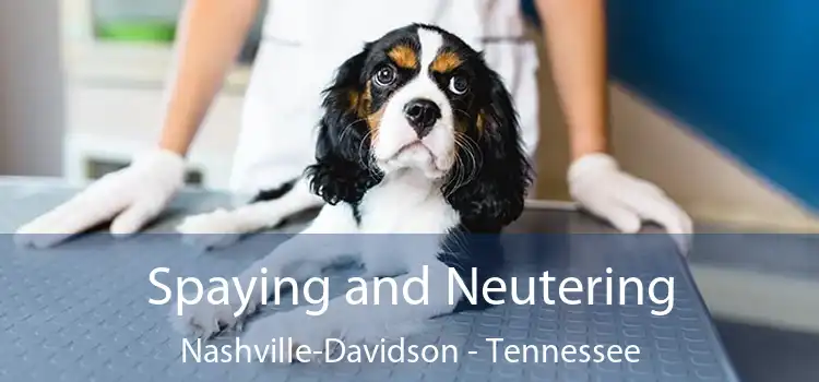 Spaying and Neutering Nashville-Davidson - Tennessee