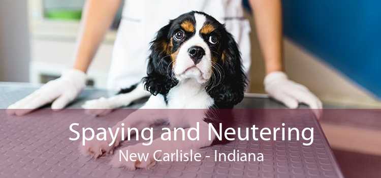Spaying and Neutering New Carlisle - Indiana