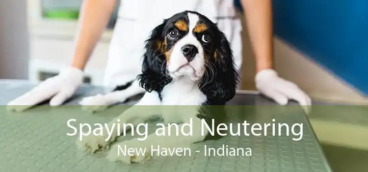 Spaying and Neutering New Haven - Indiana