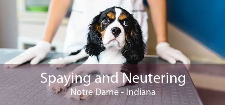 Spaying and Neutering Notre Dame - Indiana