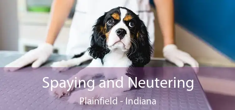 Spaying and Neutering Plainfield - Indiana