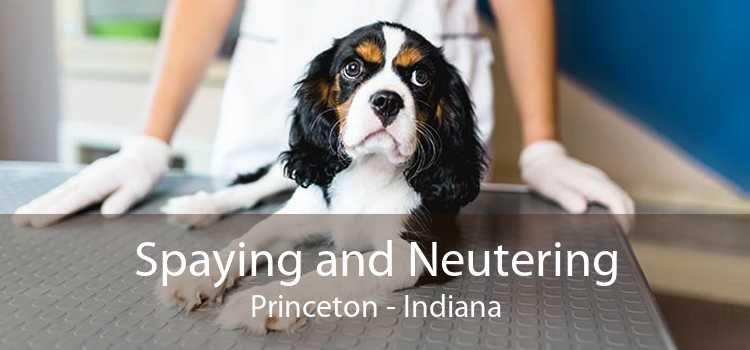 Spaying and Neutering Princeton - Indiana