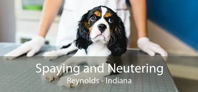 Spaying and Neutering Reynolds - Indiana