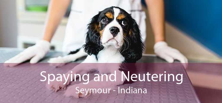 Spaying and Neutering Seymour - Indiana