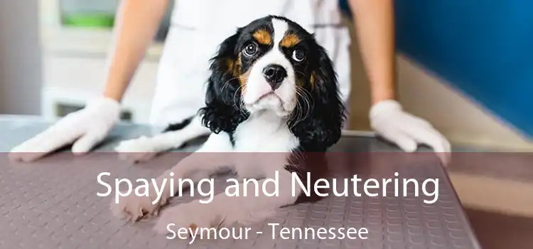 Spaying and Neutering Seymour - Tennessee