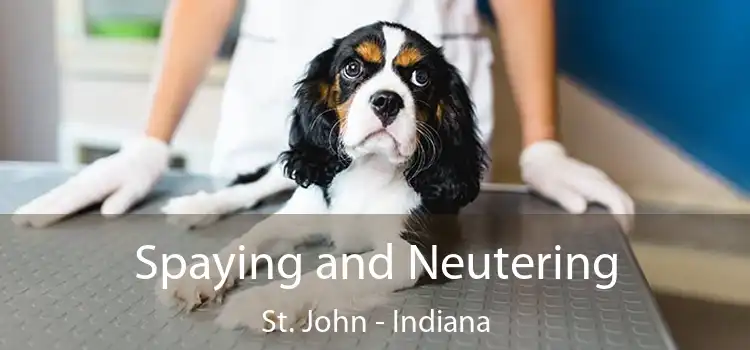 Spaying and Neutering St. John - Indiana