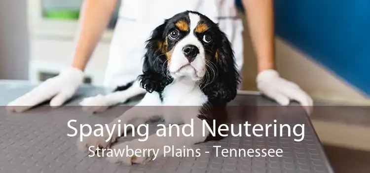 Spaying and Neutering Strawberry Plains - Tennessee
