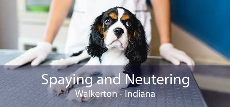 Spaying and Neutering Walkerton - Indiana