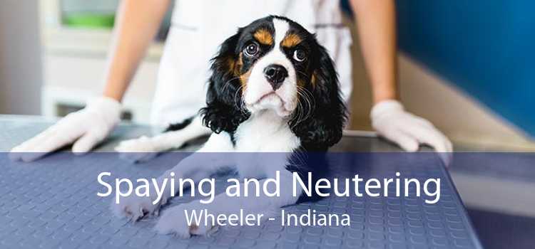 Spaying and Neutering Wheeler - Indiana