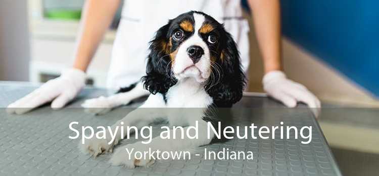 Spaying and Neutering Yorktown - Indiana