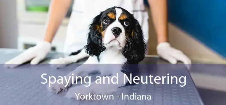 Spaying and Neutering Yorktown - Indiana