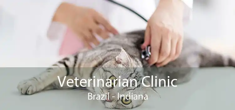 Veterinarian Clinic Brazil - Indiana