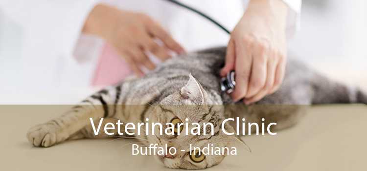 Veterinarian Clinic Buffalo - Indiana
