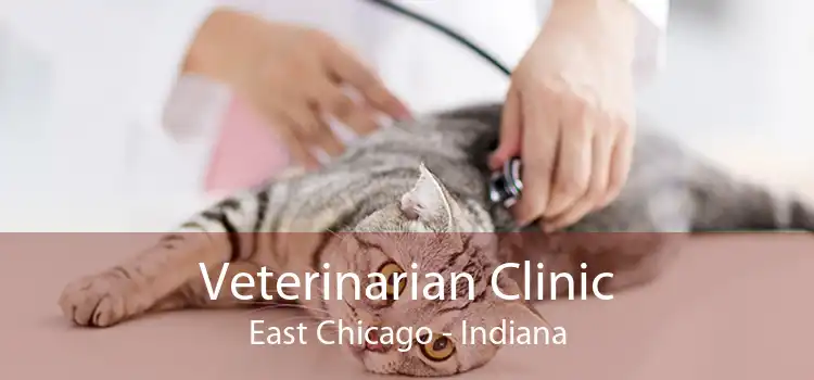 Veterinarian Clinic East Chicago - Indiana