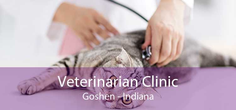 Veterinarian Clinic Goshen - Indiana