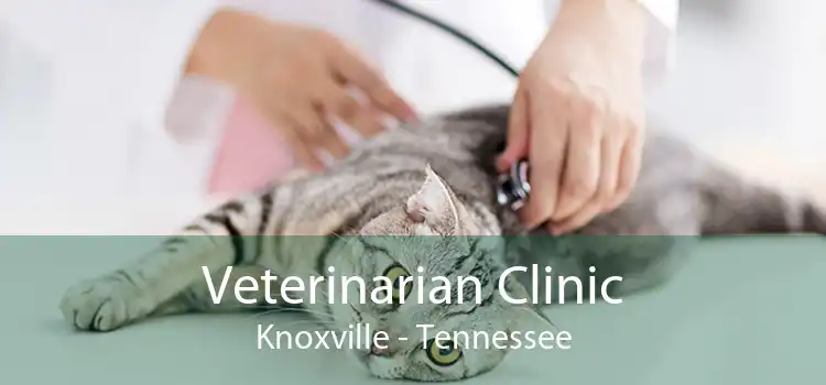 Veterinarian Clinic Knoxville - Tennessee