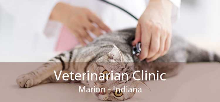 Veterinarian Clinic Marion - Indiana
