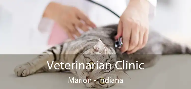 Veterinarian Clinic Marion - Indiana