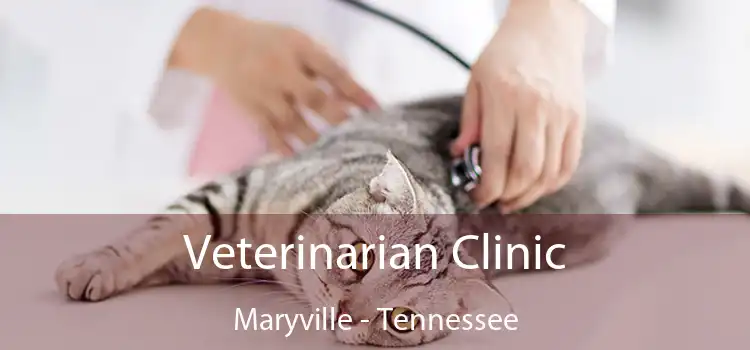 Veterinarian Clinic Maryville - Tennessee