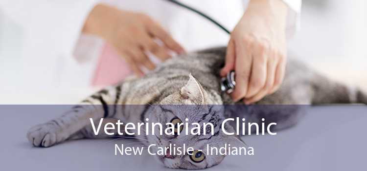 Veterinarian Clinic New Carlisle - Indiana