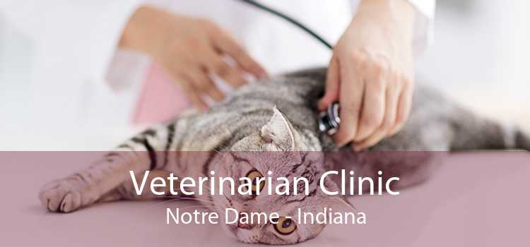 Veterinarian Clinic Notre Dame - Indiana