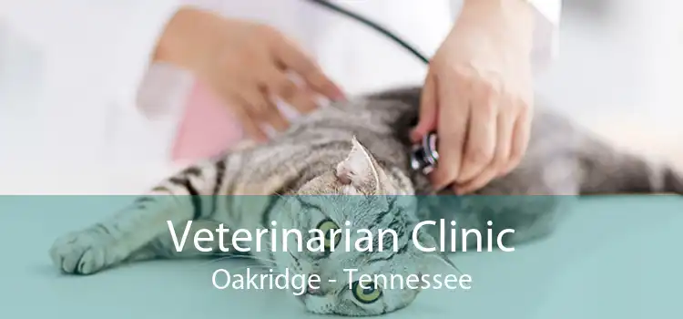 Veterinarian Clinic Oakridge - Tennessee