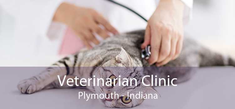 Veterinarian Clinic Plymouth - Indiana