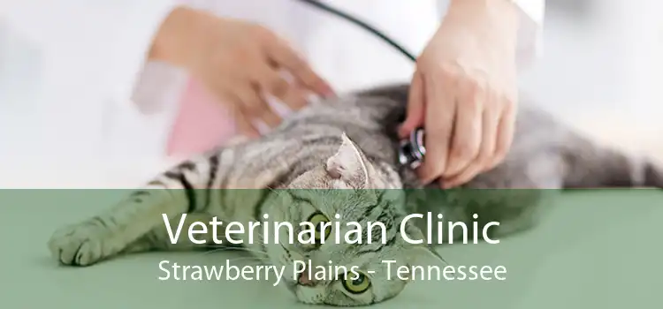 Veterinarian Clinic Strawberry Plains - Tennessee
