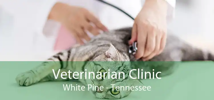 Veterinarian Clinic White Pine - Tennessee